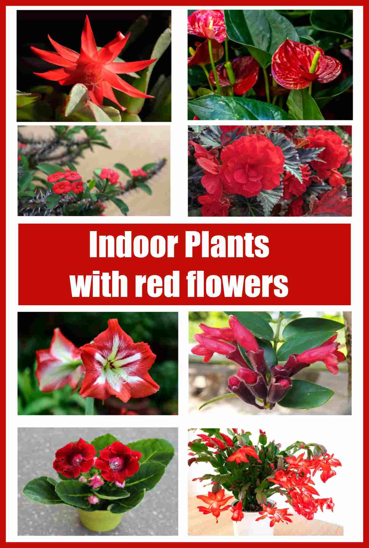 Collage showing red blooming houseplants with words indoor plants with red flowers.