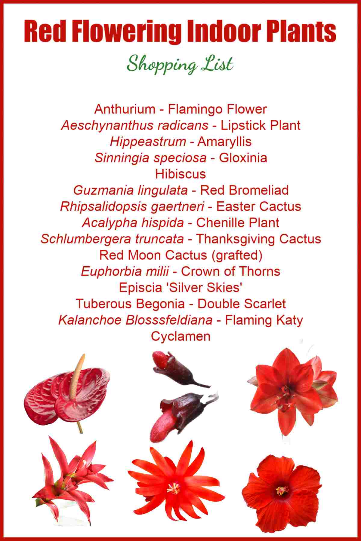 Shopping list of indoor plants with red flowers.