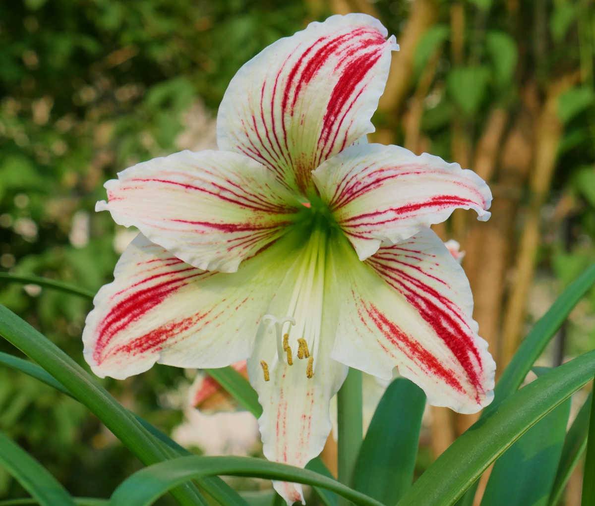 Red and white striped amaryllis fllower.