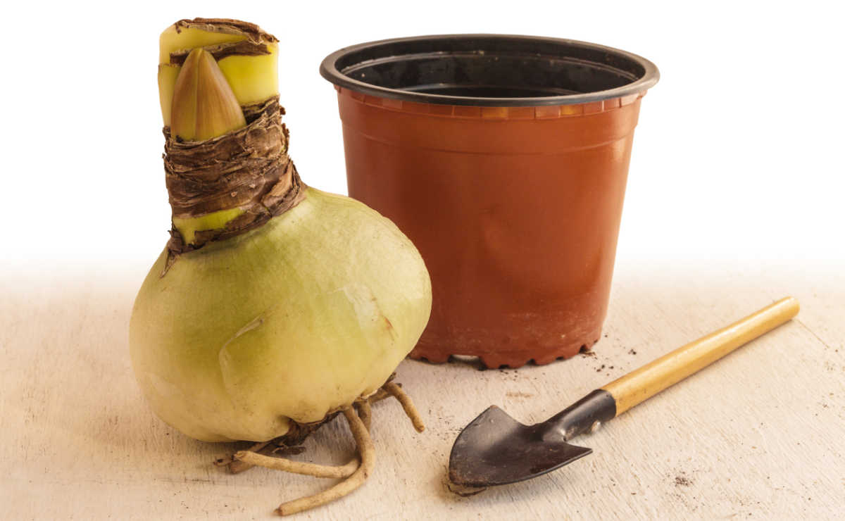 Amaryllis bulb, container and small spade - tools for growing amaryllis indoors.