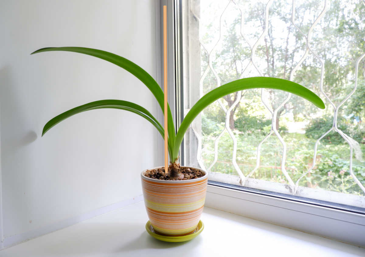 Amaryllis plant with a bamboo stake for support.