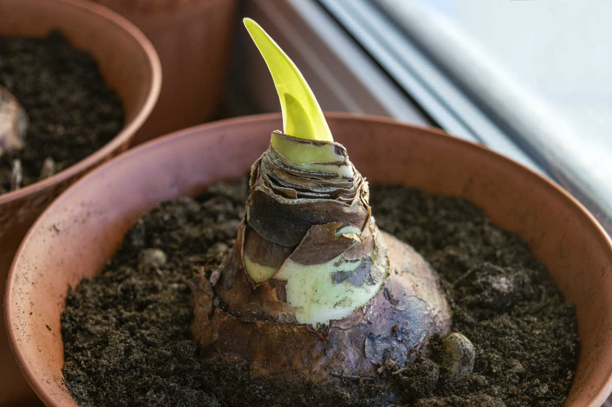 Sprouted amaryllis bulb in soil.