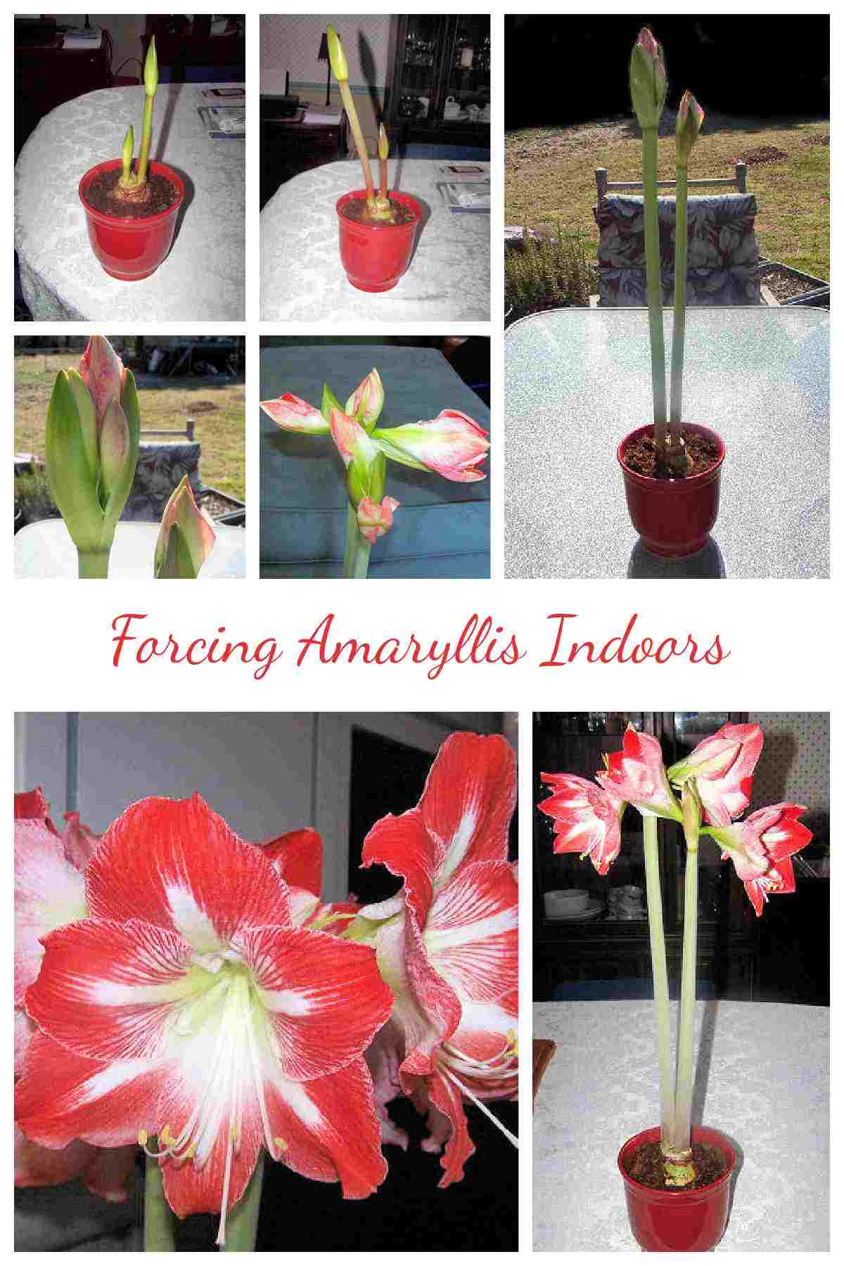 Collage showing growing amaryllis indoors with words Forcing Amaryllis Indoors.