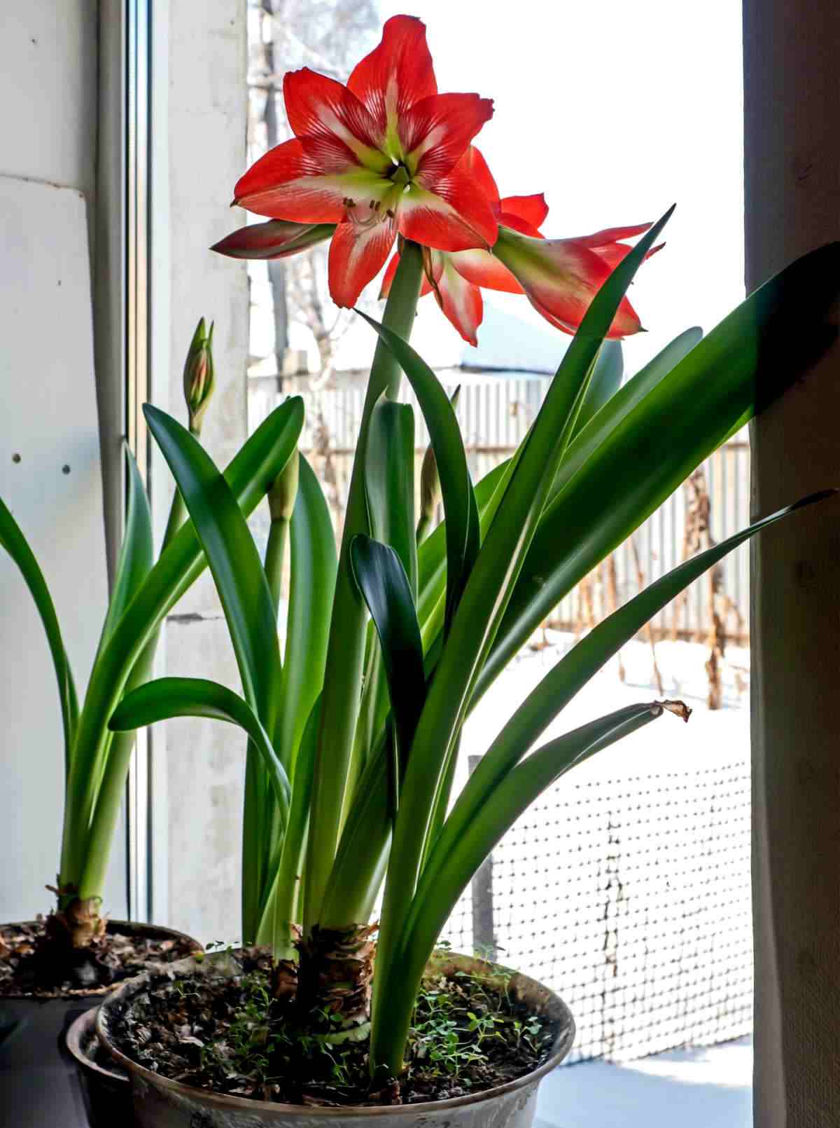 Growing amaryllis indoors on a sunny window sill.