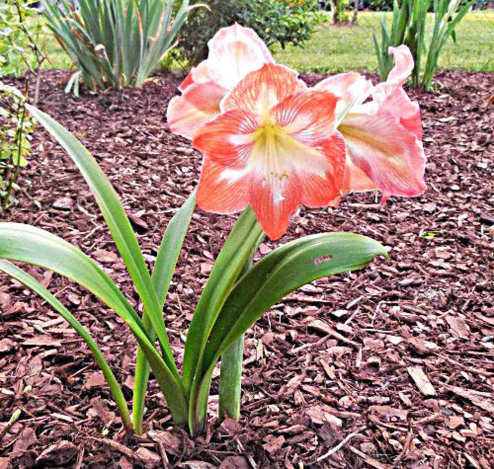 Red amaryllis blooming in a garden.