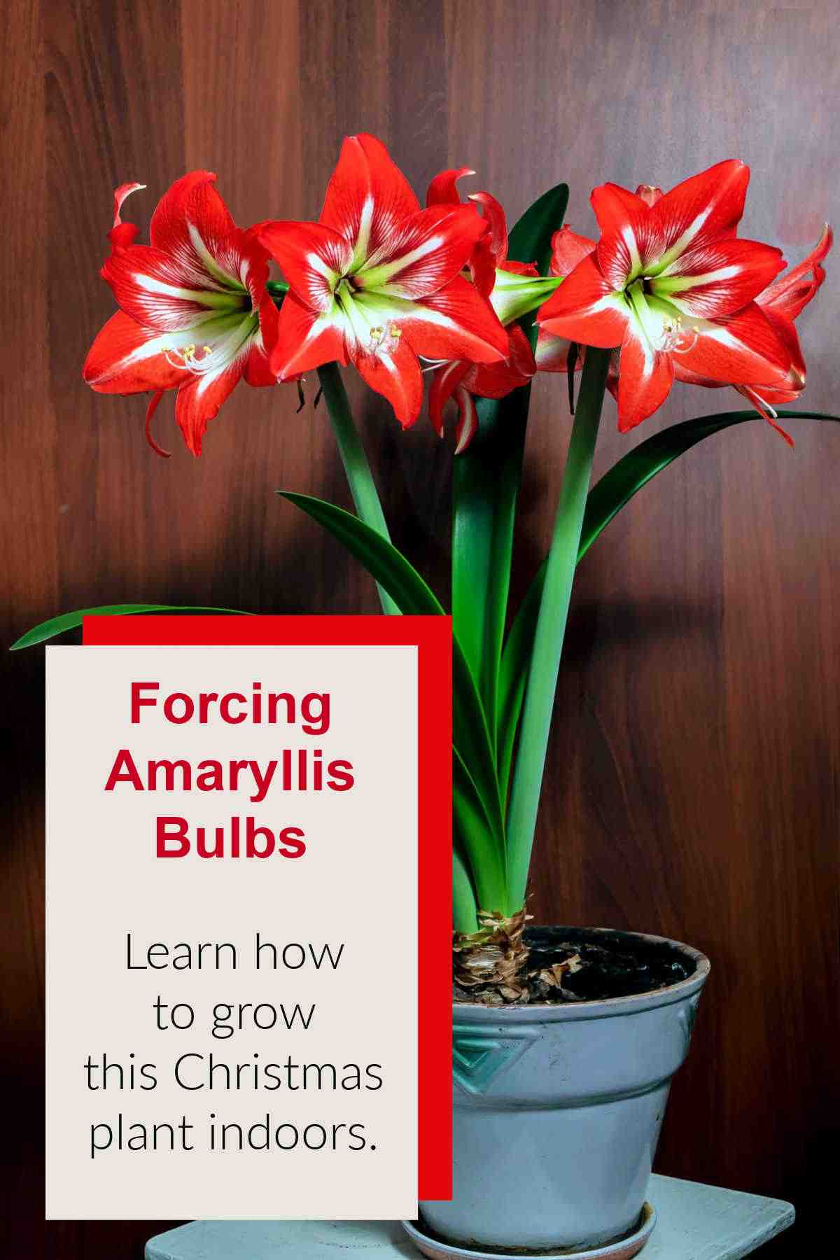 Amaryllis plant in flower with words forcing amaryllis bulbs. Learn how to grow this Christmas plant indoors.