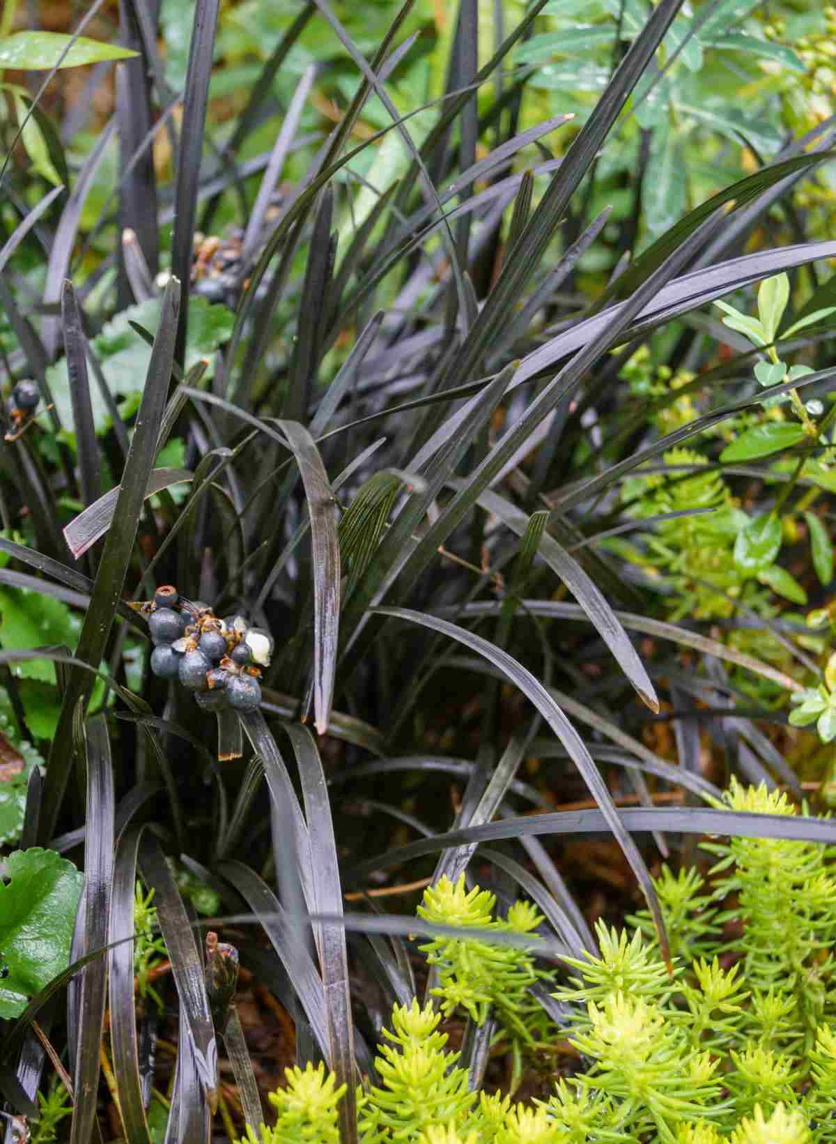 Black mondo grass with berries.