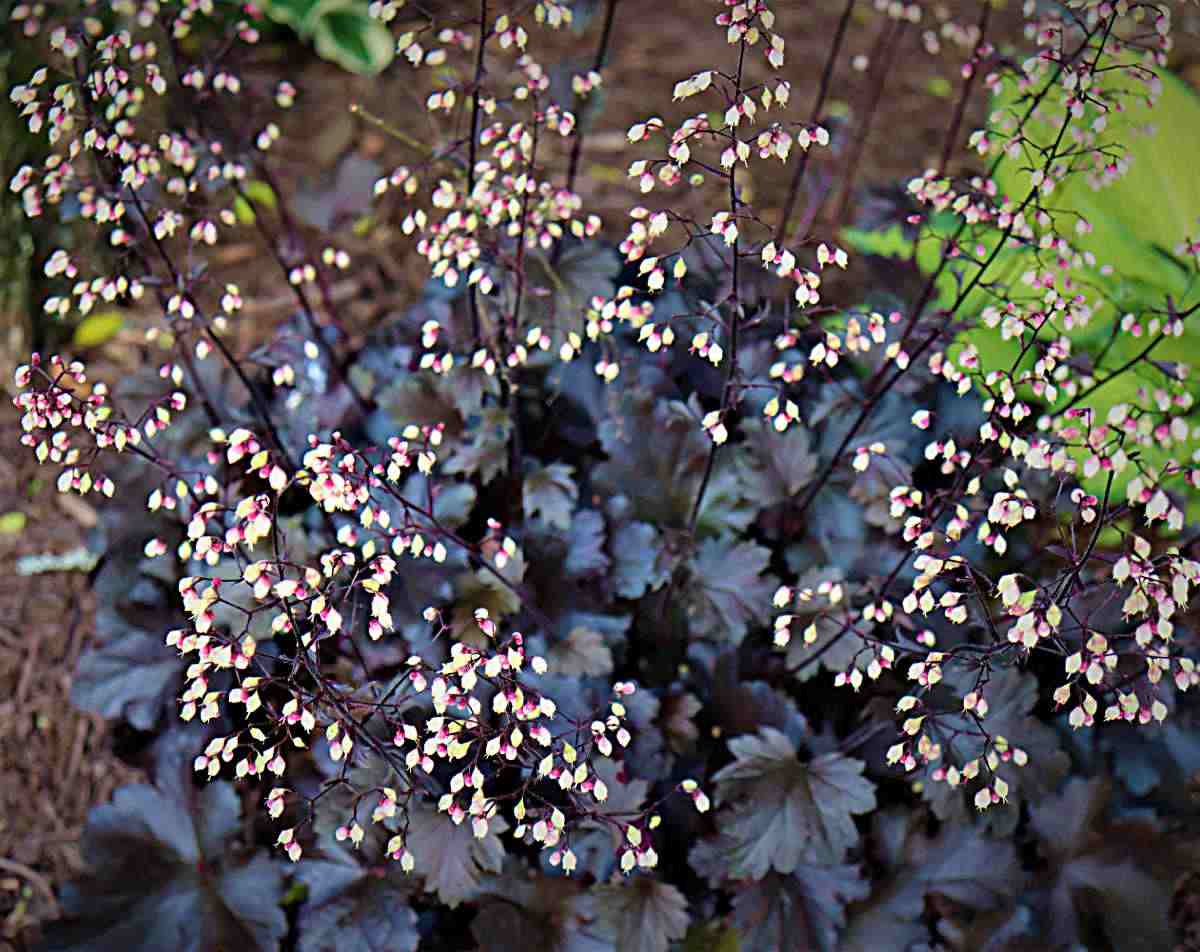 Plum pudding coral bells in flower.