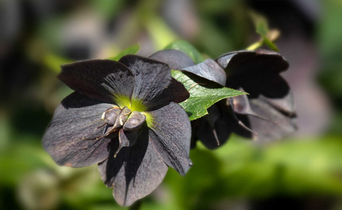 Hellebore 'blue lady' flowers.