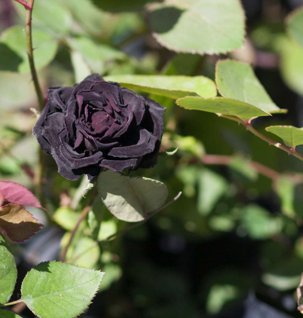 Halfeti black rose in flower.