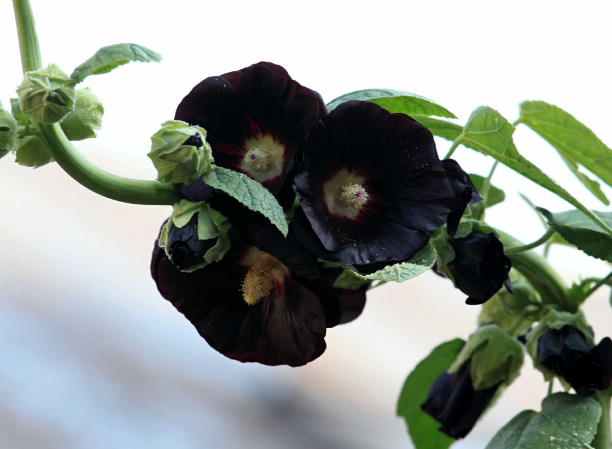 Flowers of alcea rosea 'Blacknight' - also known as Blacknighthollyhock.