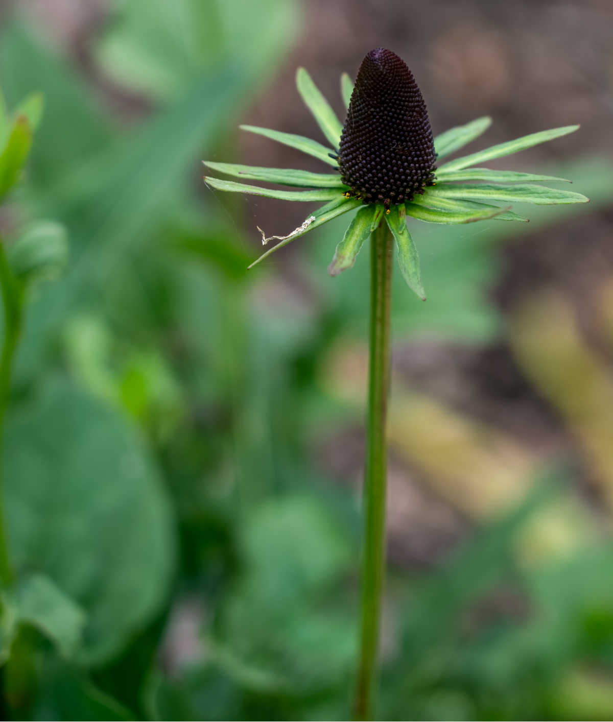 Flower of Rudbeckia occidentalis 'Green Wizard' - also known as Green Wizard Coneflower.