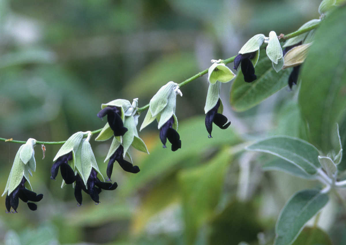 Andean silver-leaf sage in flower.