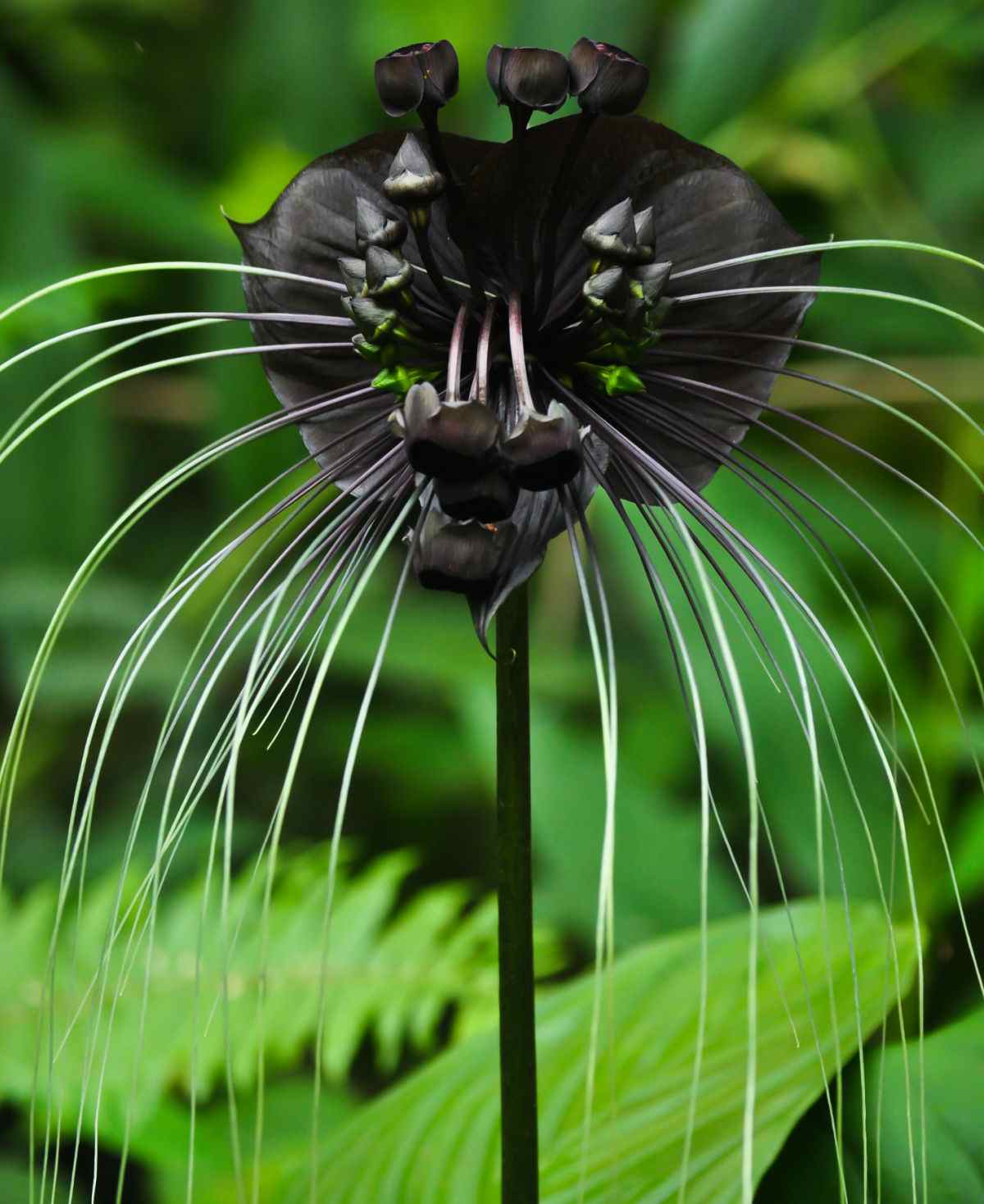 Tacca chantrieri - black bat flower.