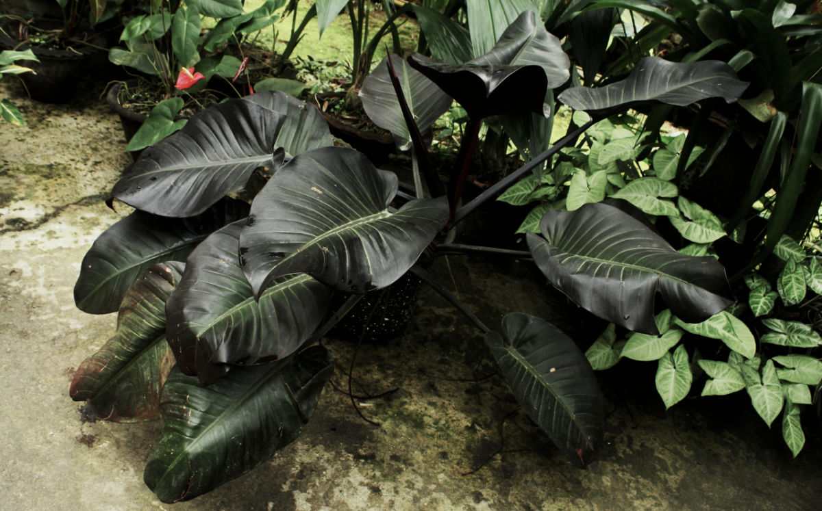 Deep green black leaves of colocasia 'Black Magic'.