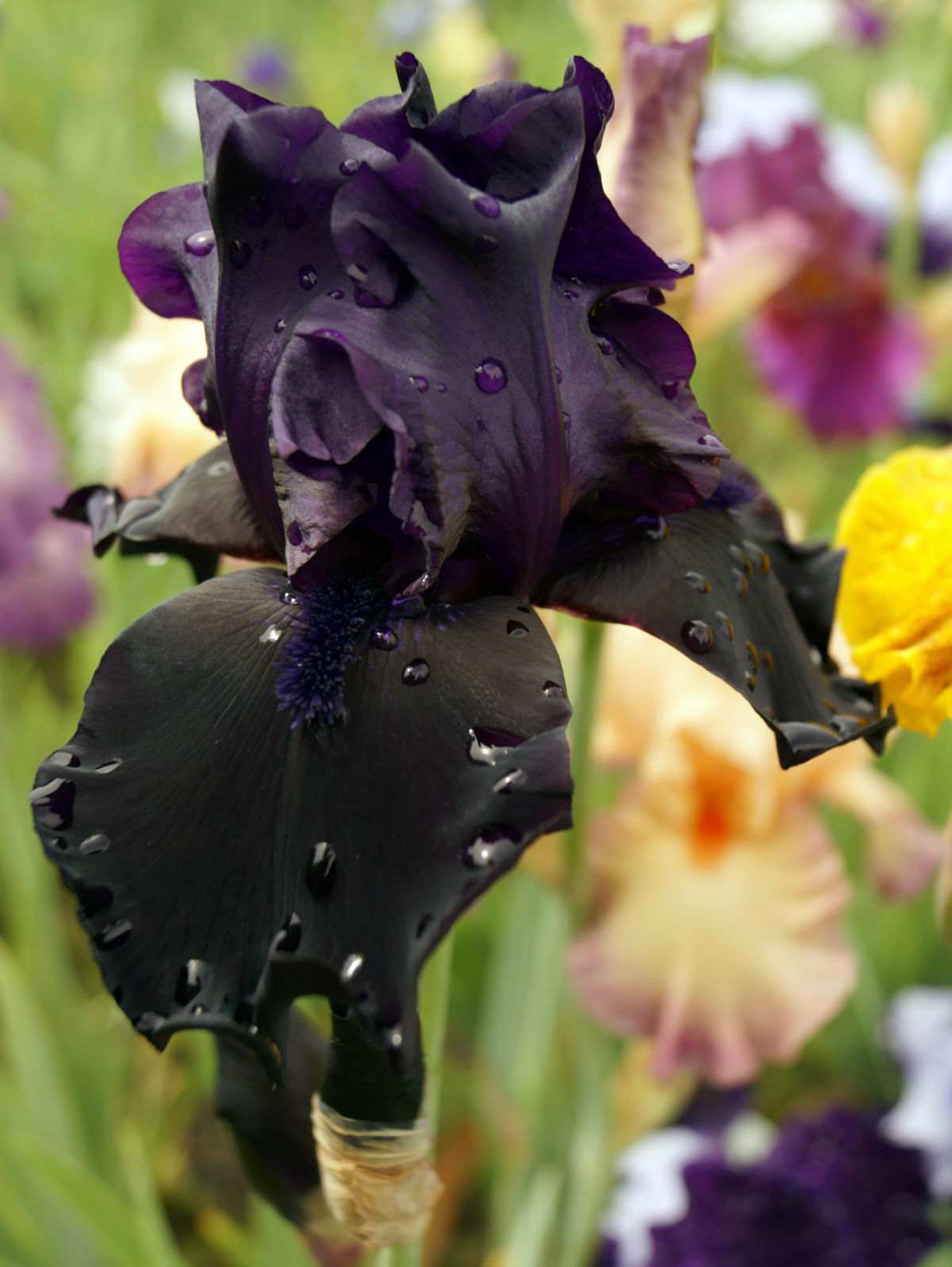 Black as black iris in bloom.