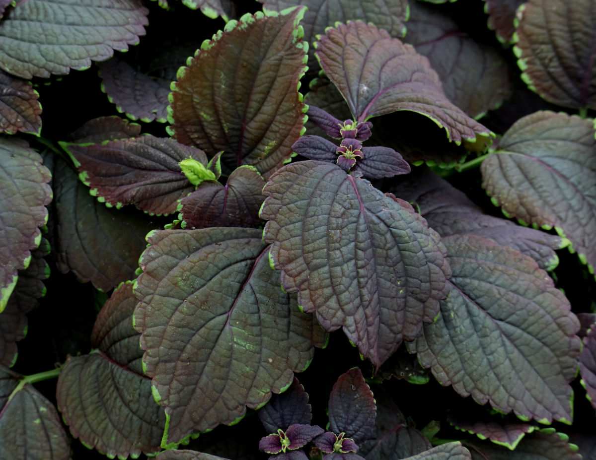 Black prince coleus plant.