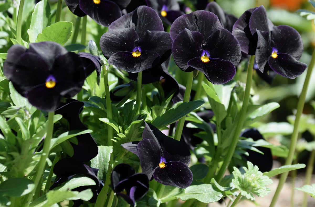 Molly Sanderson viola has purple-black flowers with yellow throats.