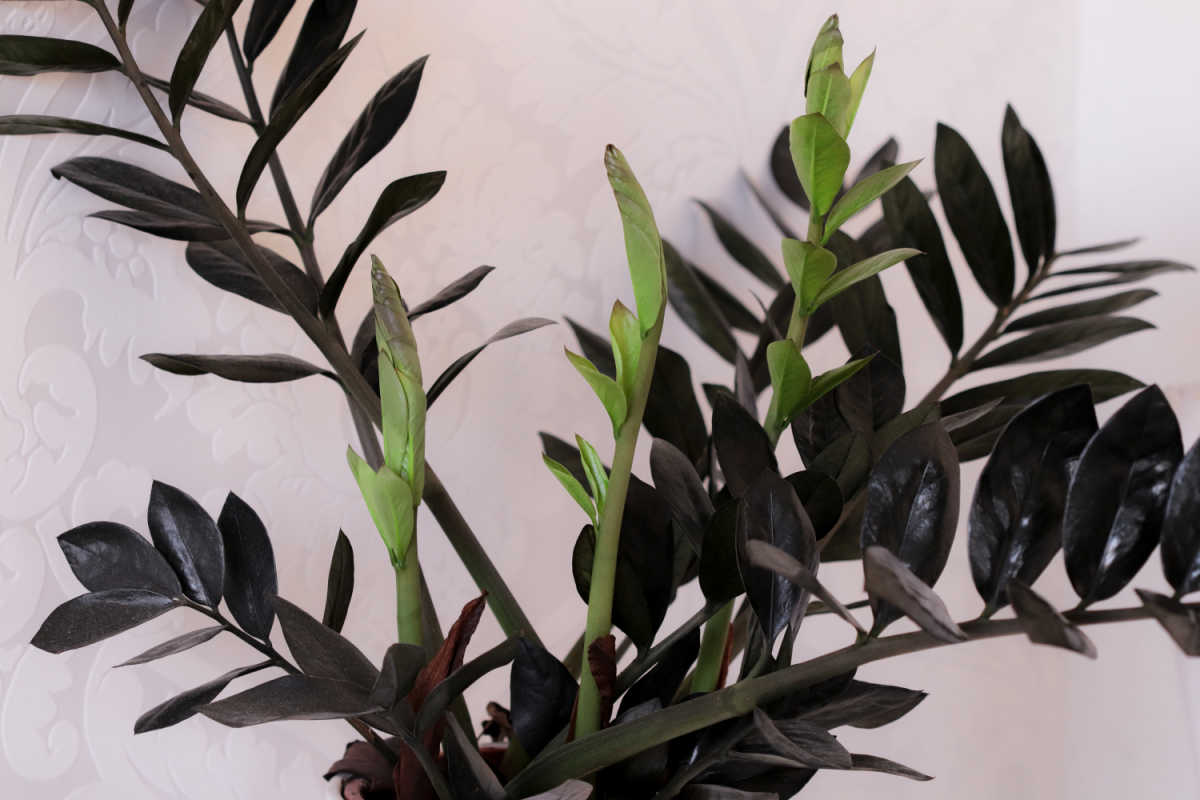 Raven ZZ plant with new growth and black leaves.