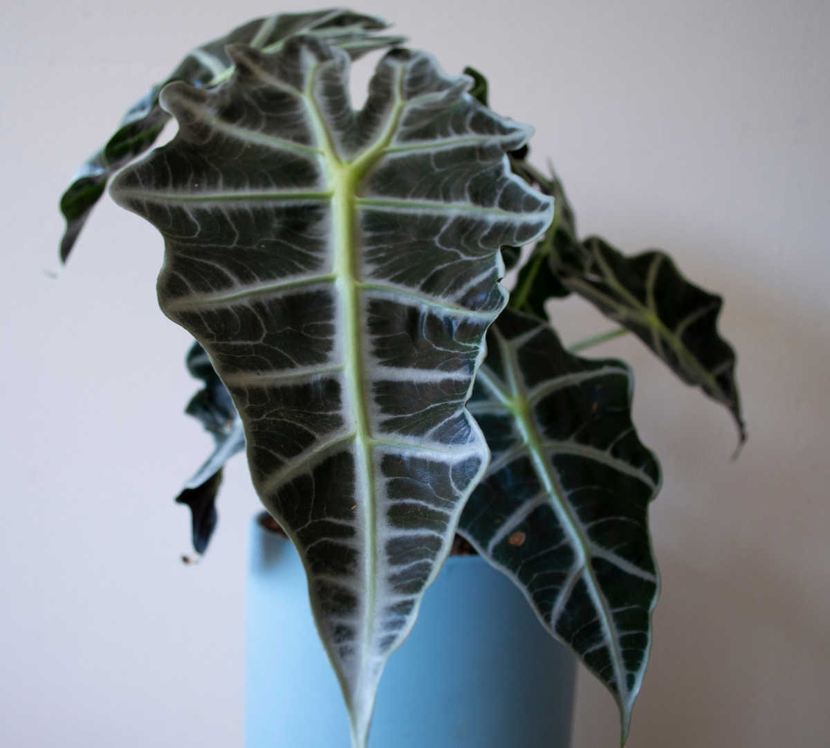 Alocasia amazonica in a blue pot.