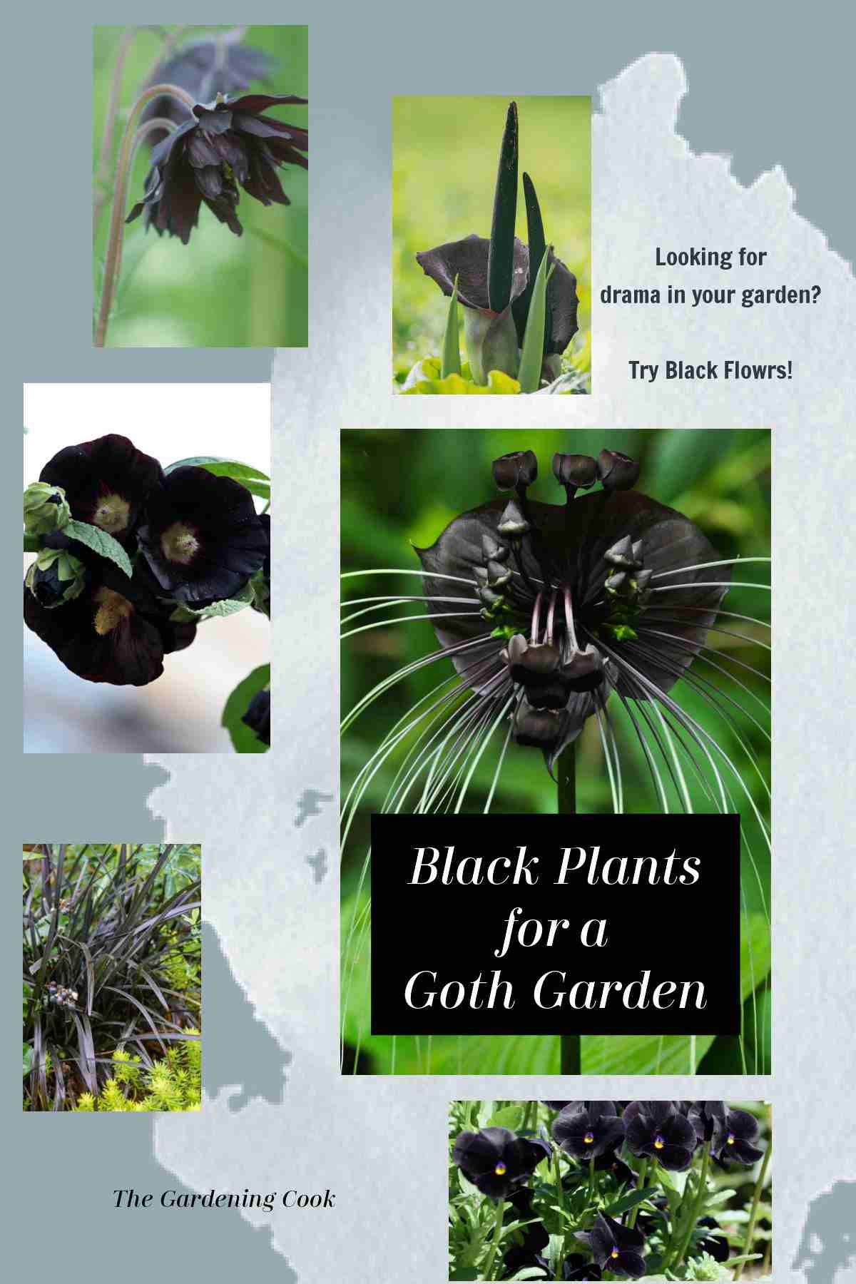 Black flowers on a gray background and words Black Plants for a Goth Garden.