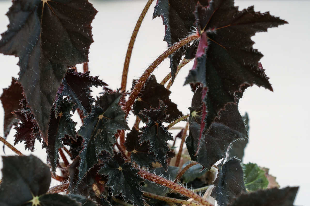 Black velvet rex begonia.