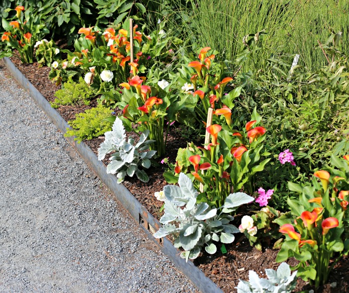 calla lilies and other flowers in a garden border