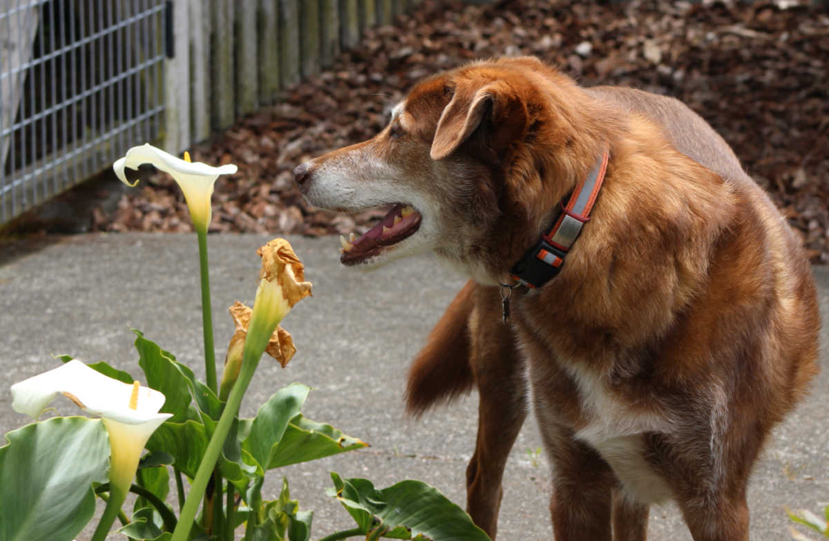 Dog sniffing a calla lily plant.