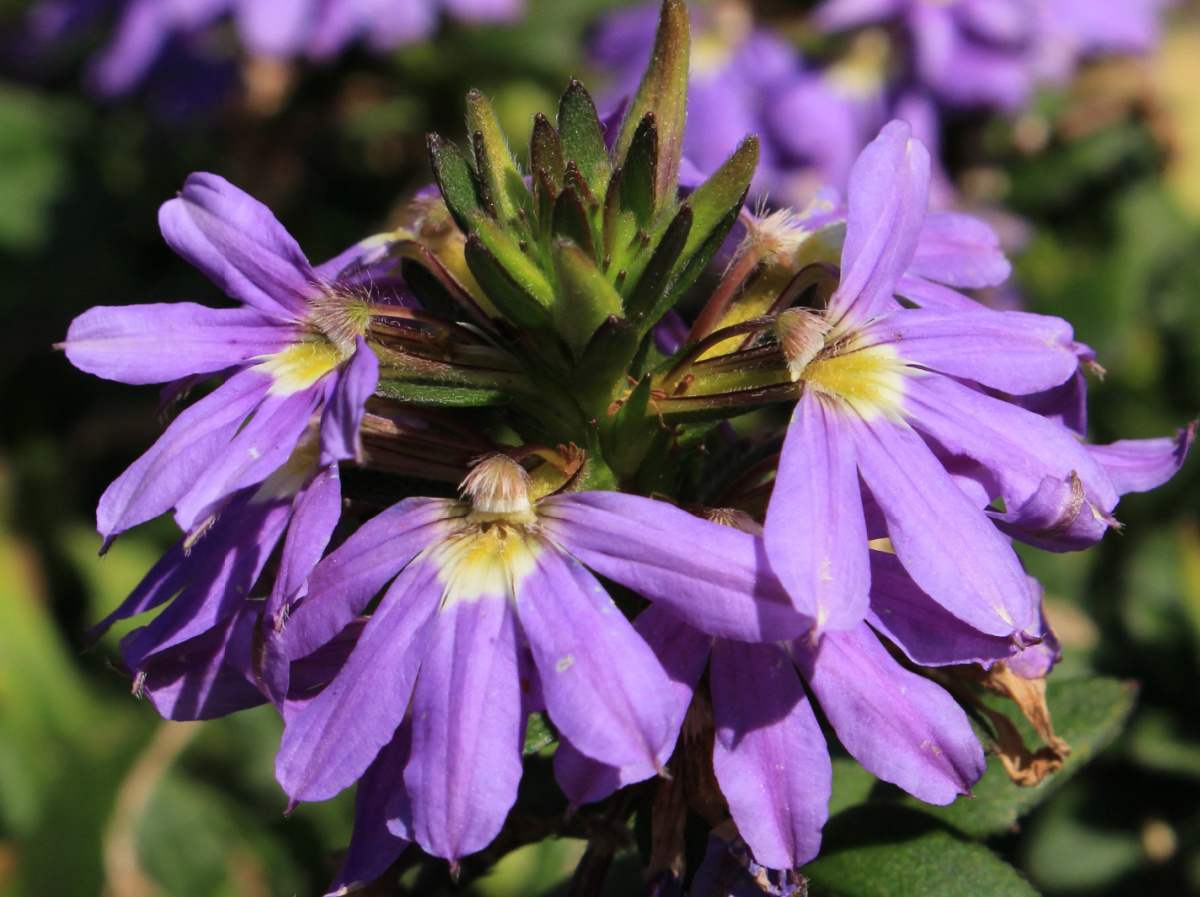 Purple half flowers of scaevola plant.