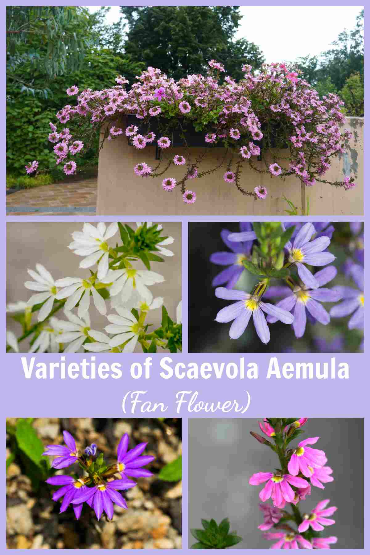 Fan flower - Scaevola aemula normally comes in blue but there are other colors available too.