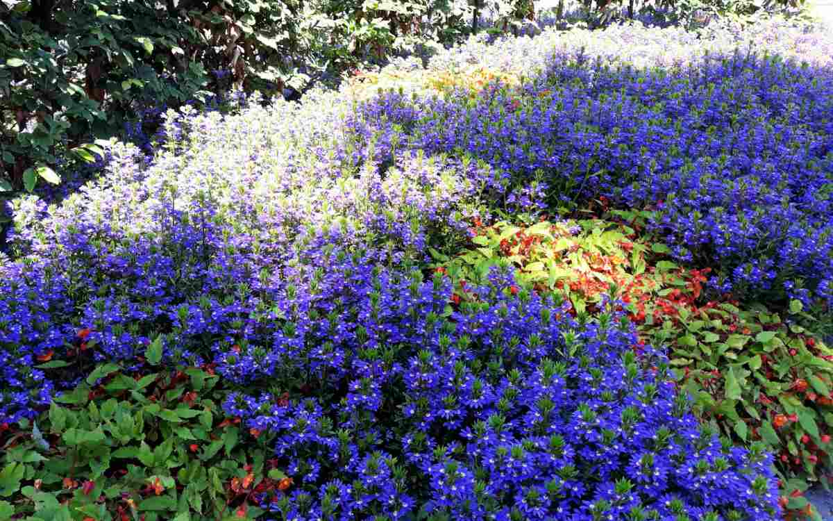 Half flowers of scaevola as a ground cover.