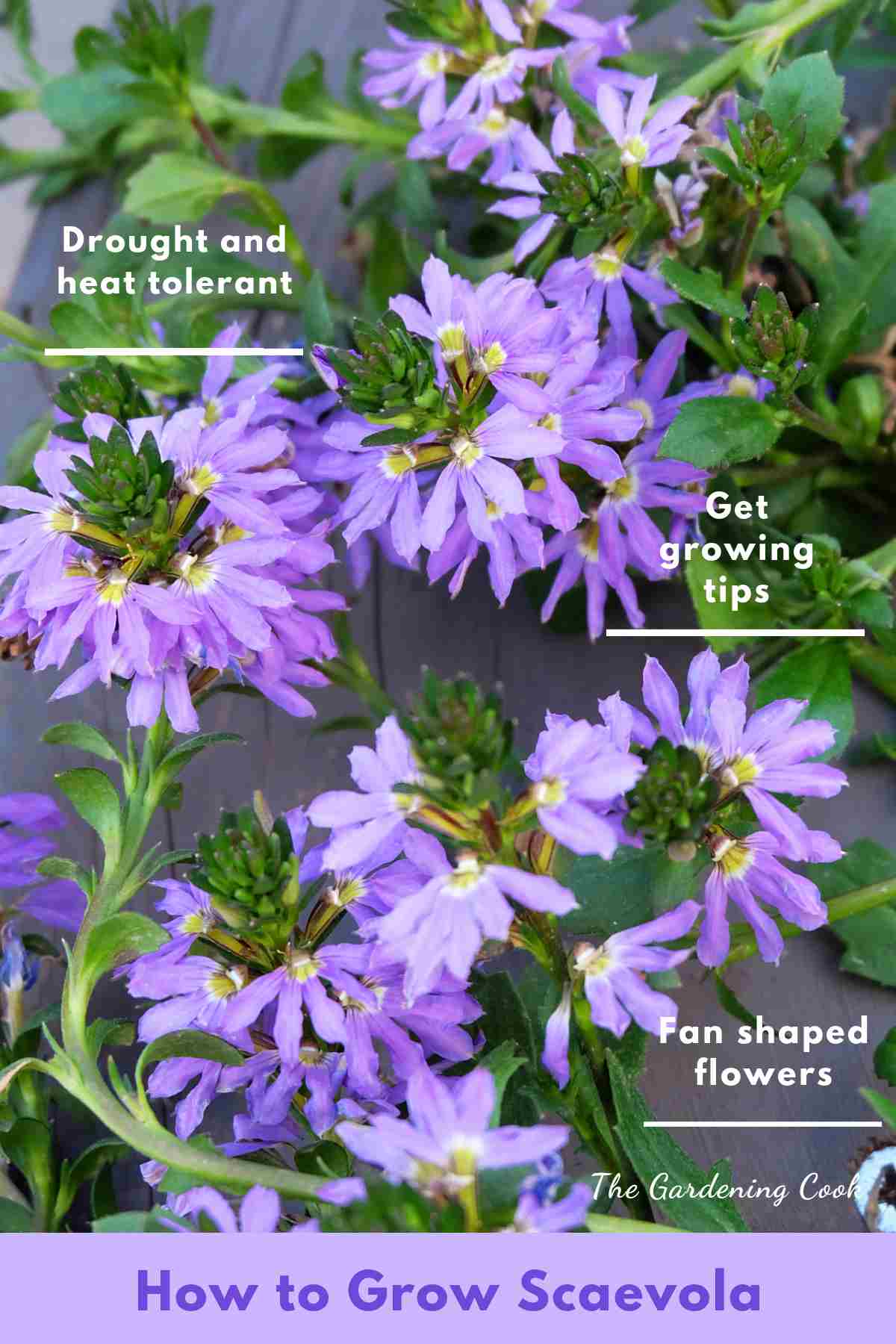 Pretty blue fan shaped flowers with words How to Grow Scaevola.