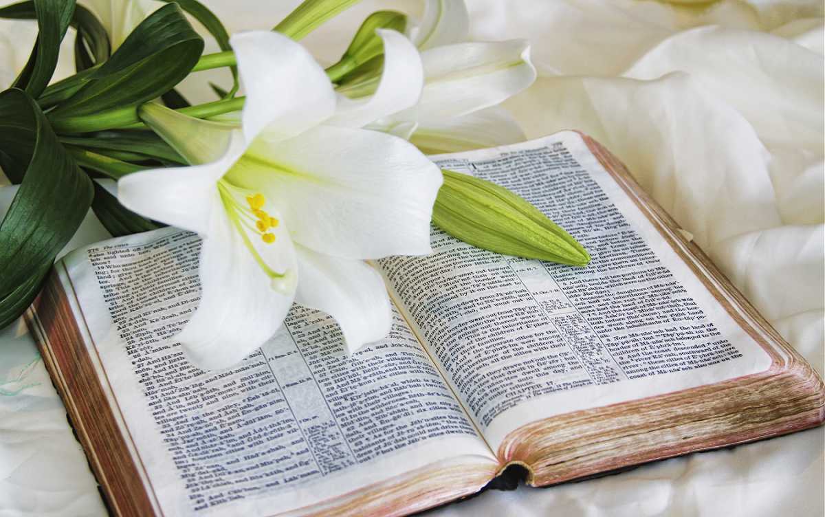 White flower sitting on a bible.