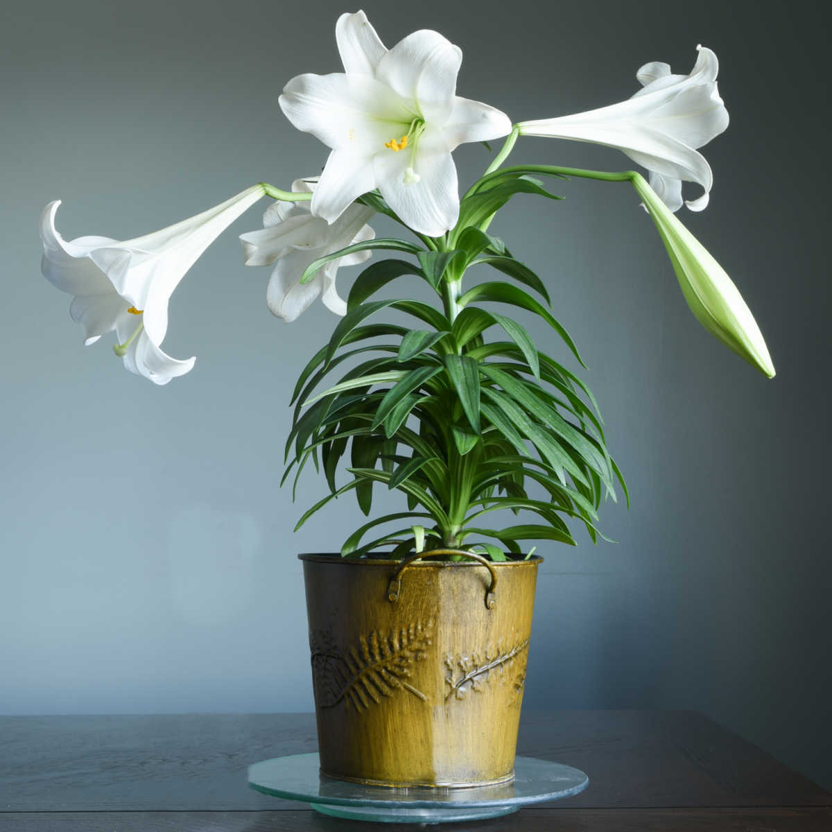 Potted Easter lily in flower.