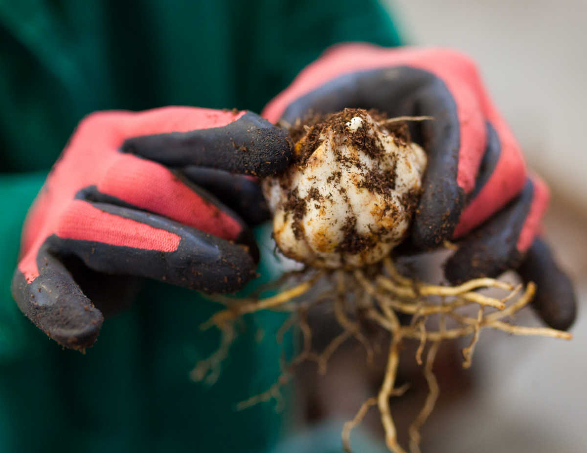 Gardening gloves on hands holding lily bulb.