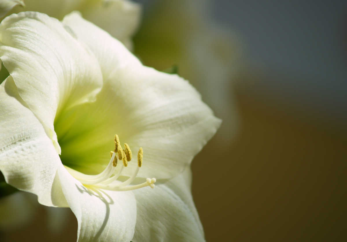 Easter lily flower in sunglight.