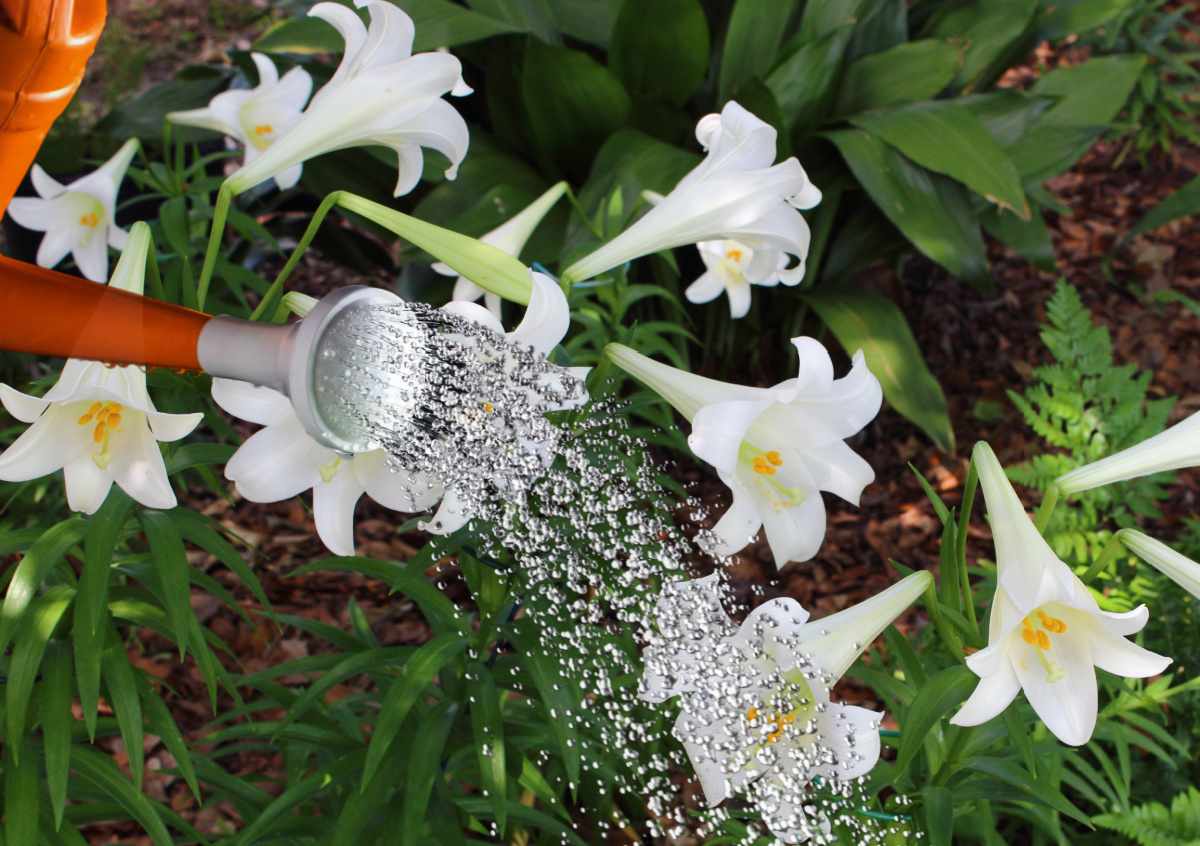 Watering Easter lily flowers.