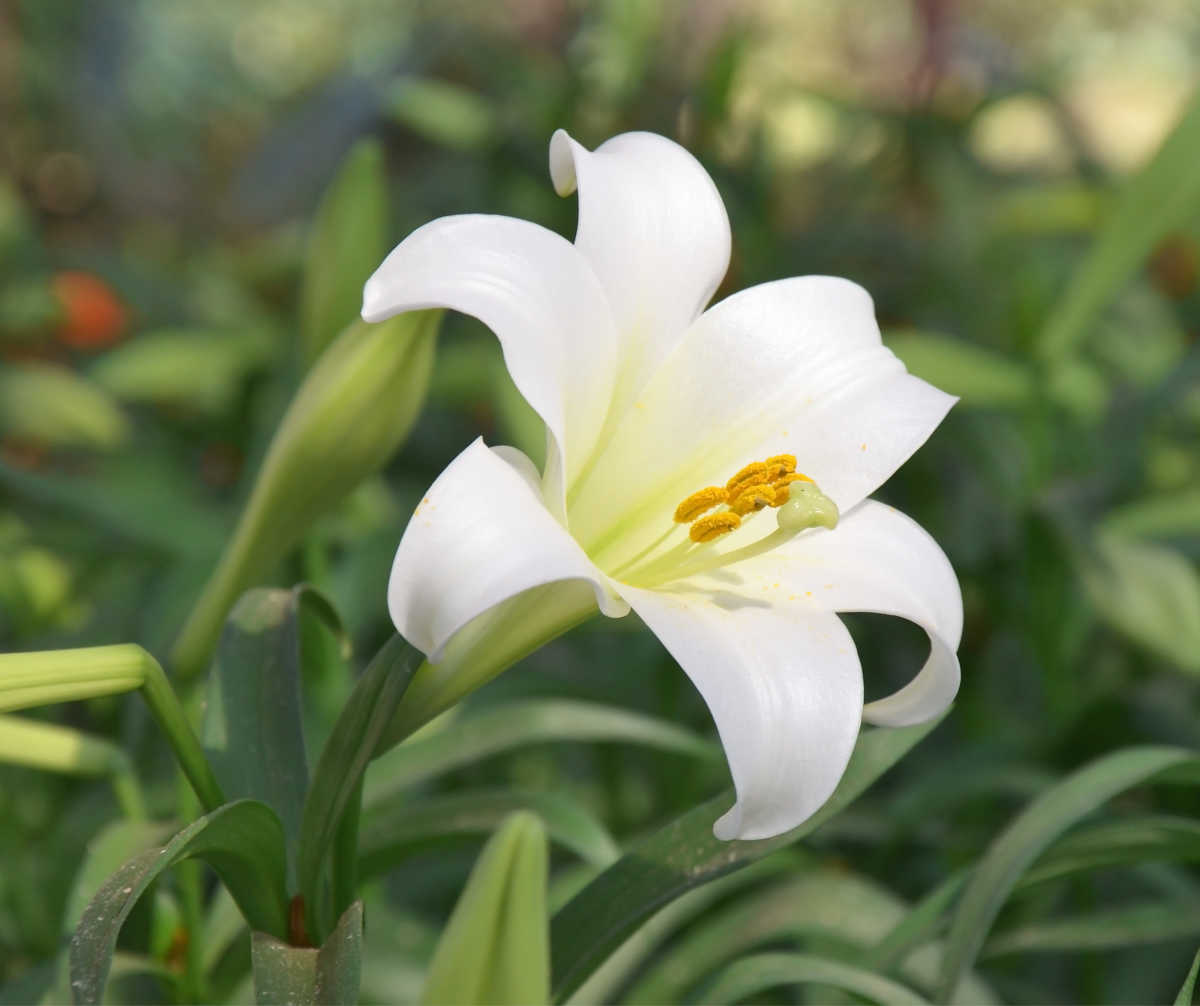 Lilium longiflorum flower and foliage.