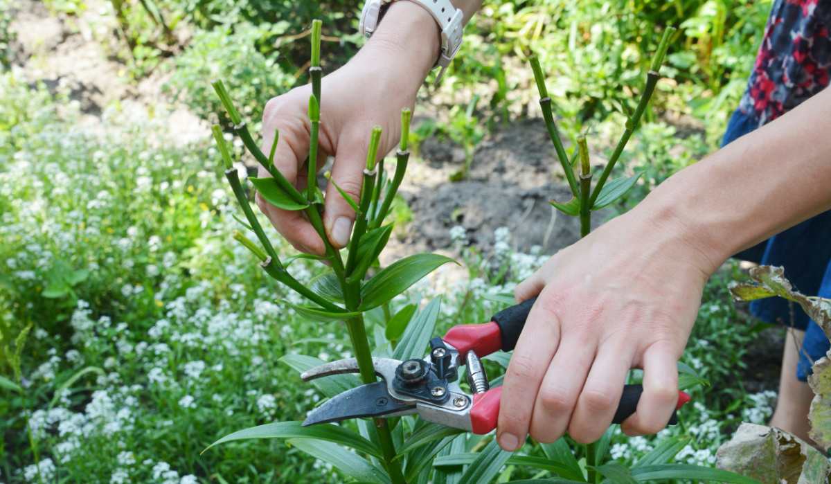 Pruning lilies after flowering.