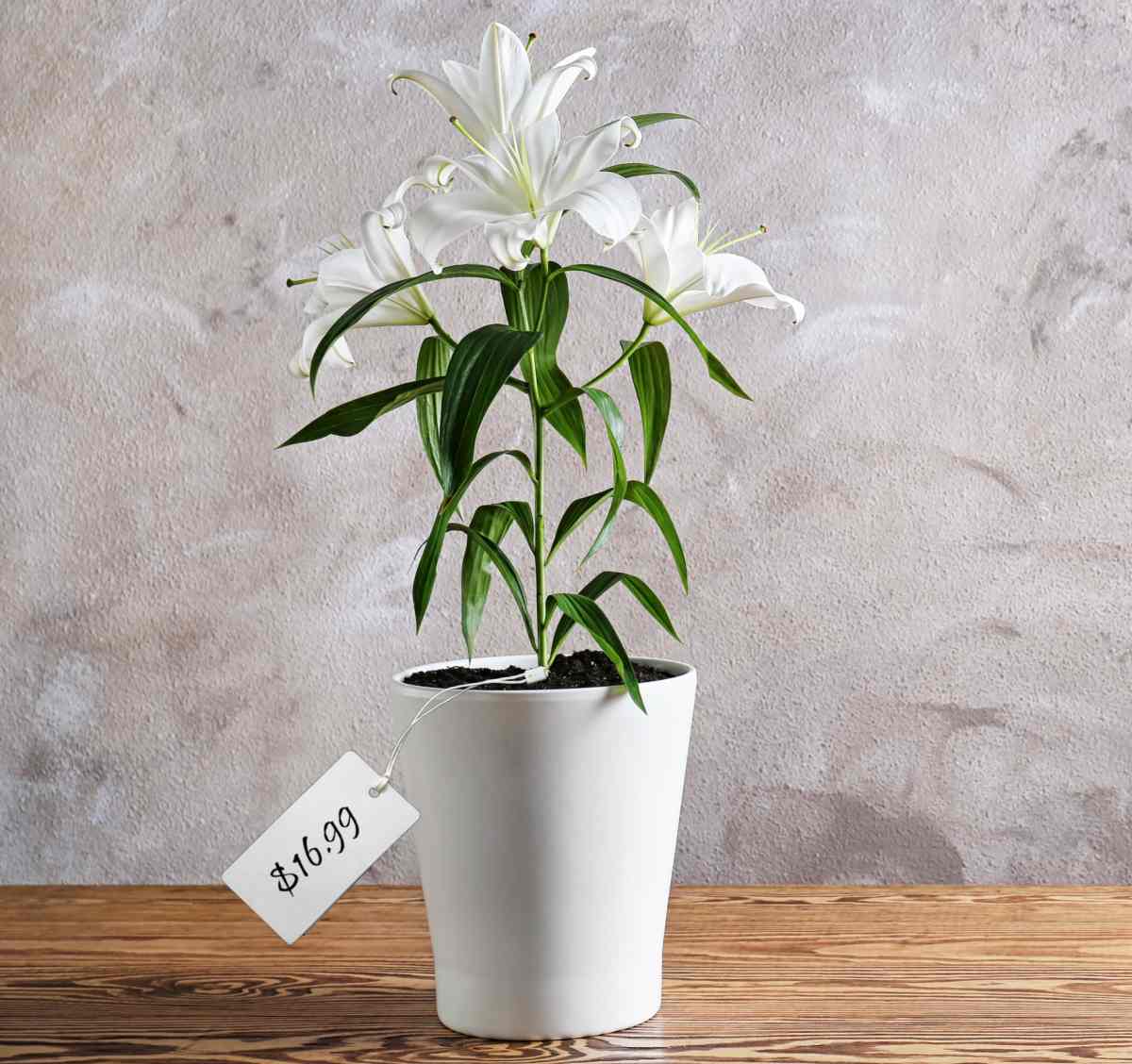 Lilium longiflorum in a white pot with a price tag of $16.99.