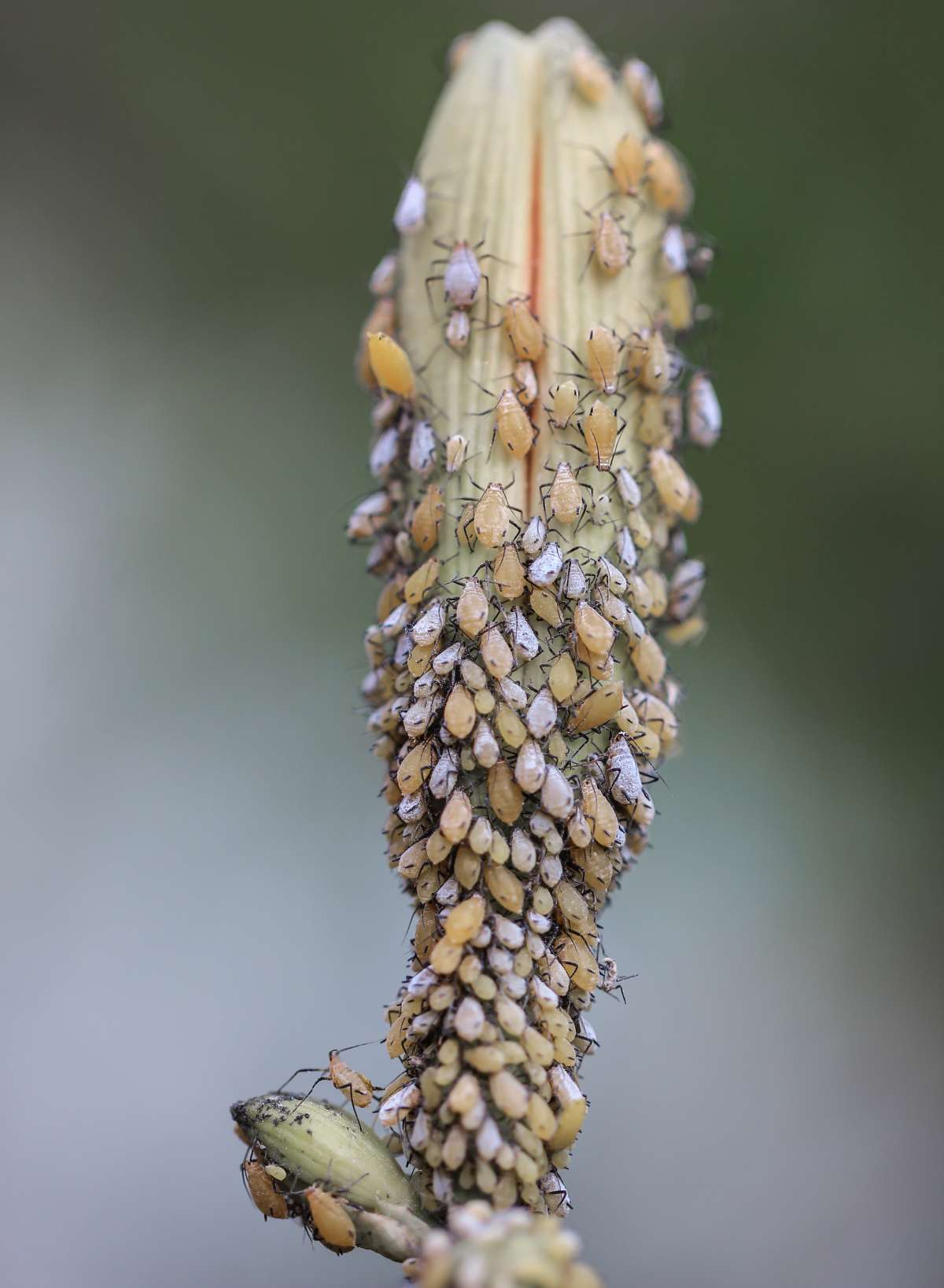 Aphids feasting on a lily flower.