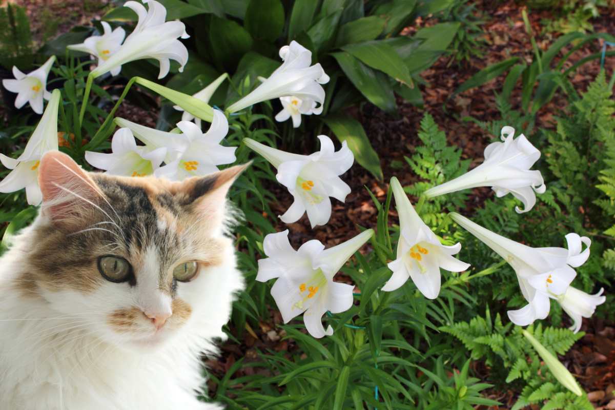 Cat in front of a field of lilium longiflorum. Easter lilies - poisonous to cats.