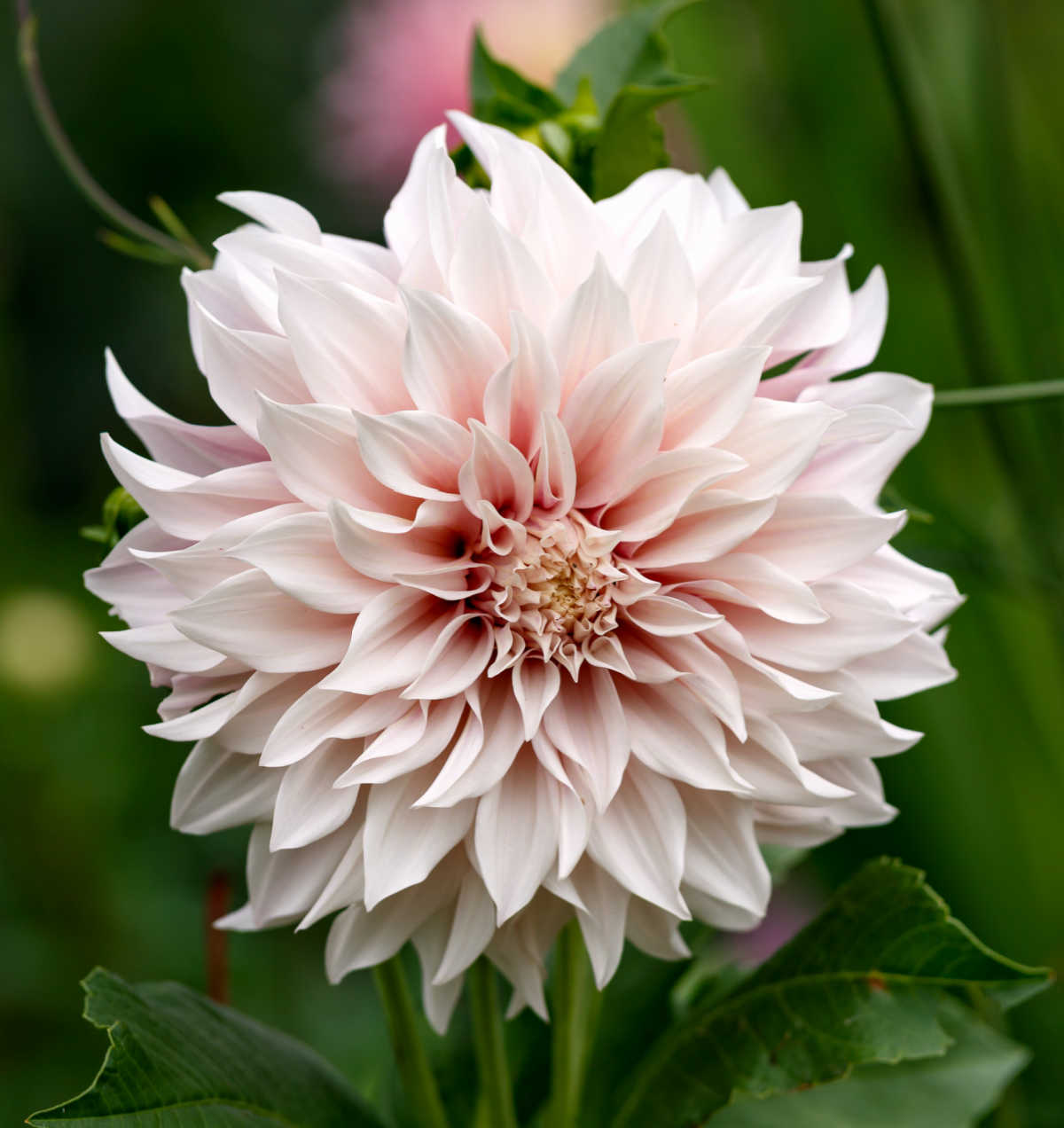 Cafe au lait dinner plate dahlia.