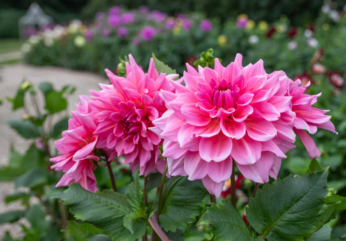 Otto's Thrill pink dinner plate dahlia