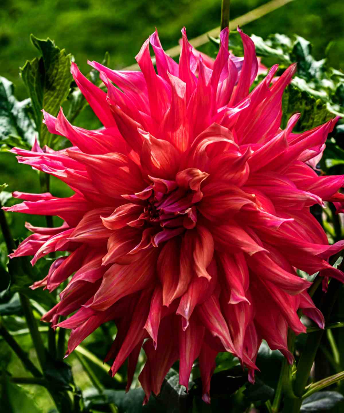 Belle of Barmera orange spiky dahlia.