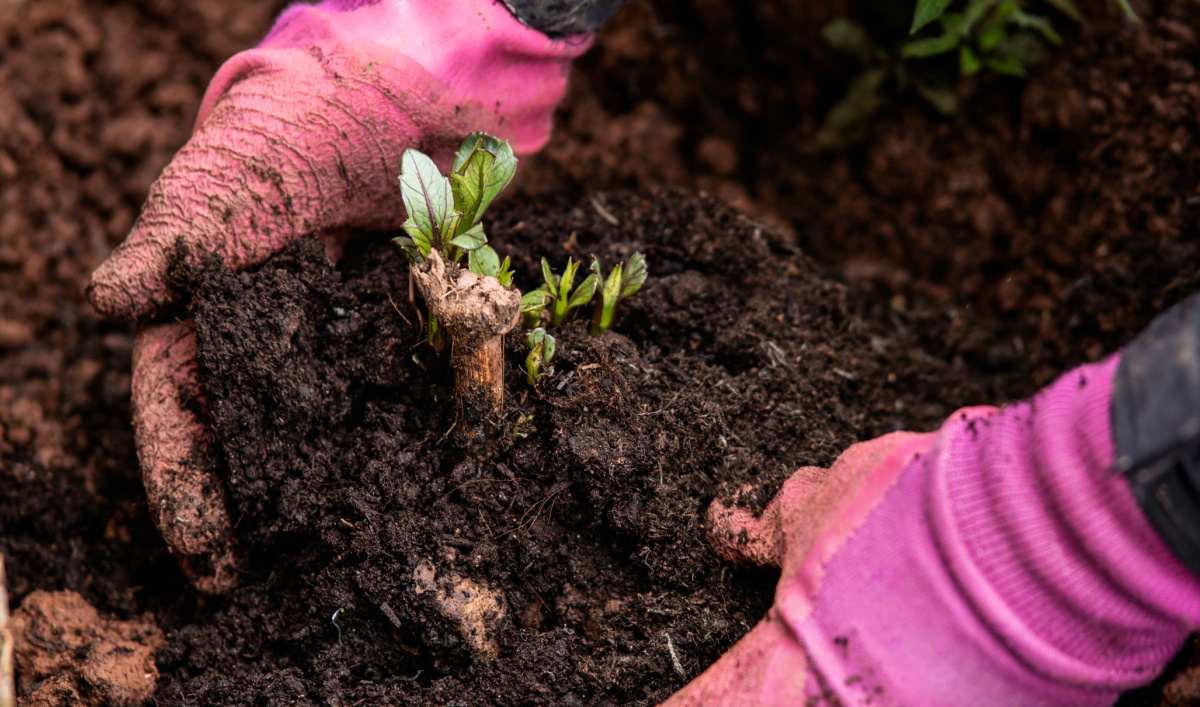 Hands in pink gloves planting dahlia tubers.