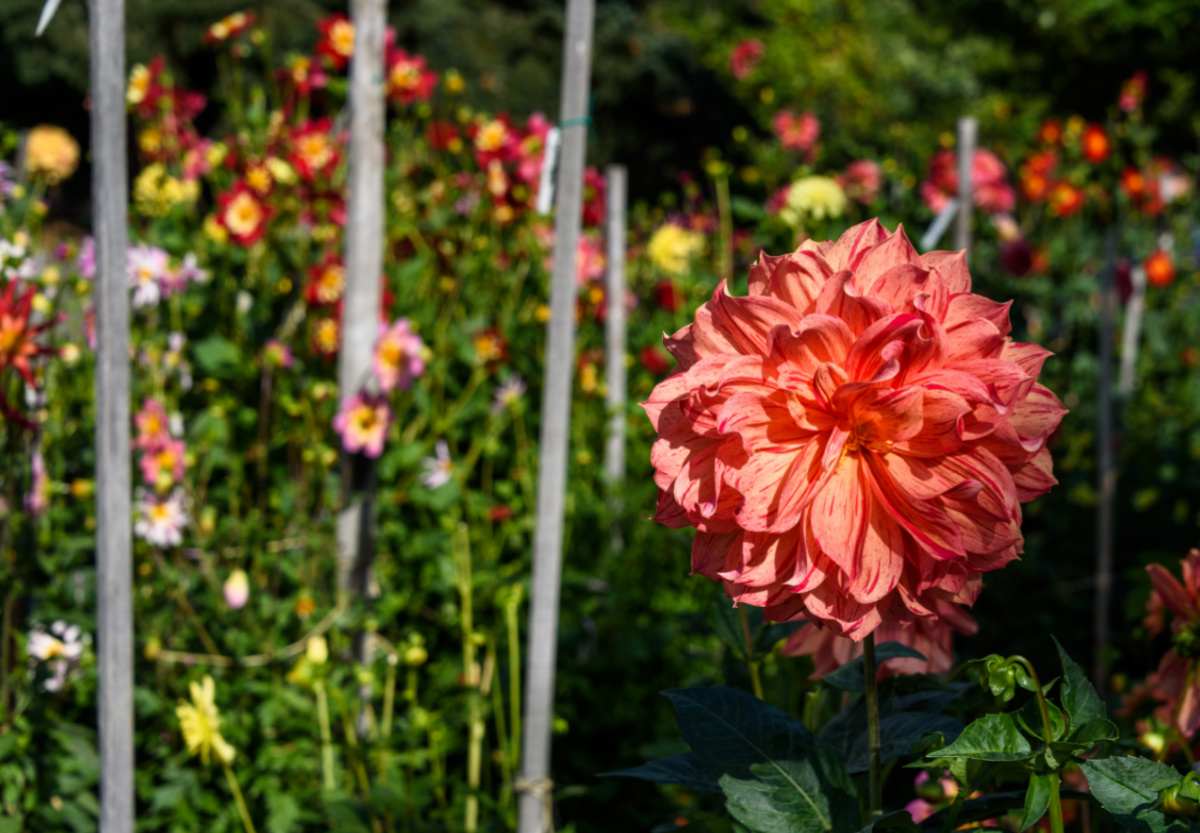 Stakes with dinner plate dahlias in a field.