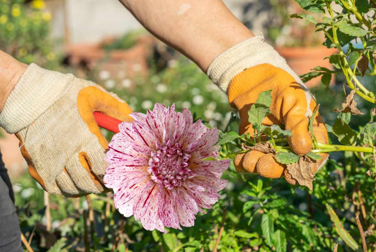 Deadheading dahlias.