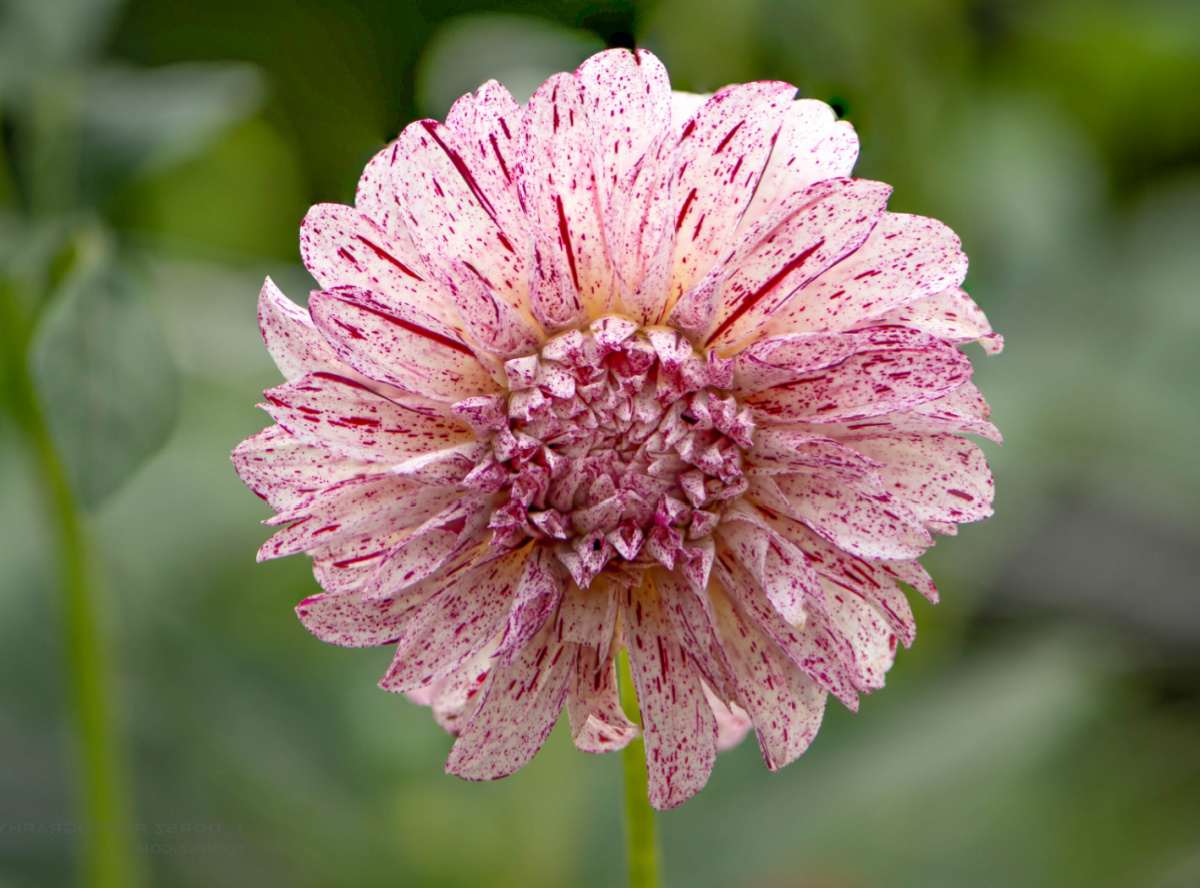 Avignon dinner plate dahlia in flower.