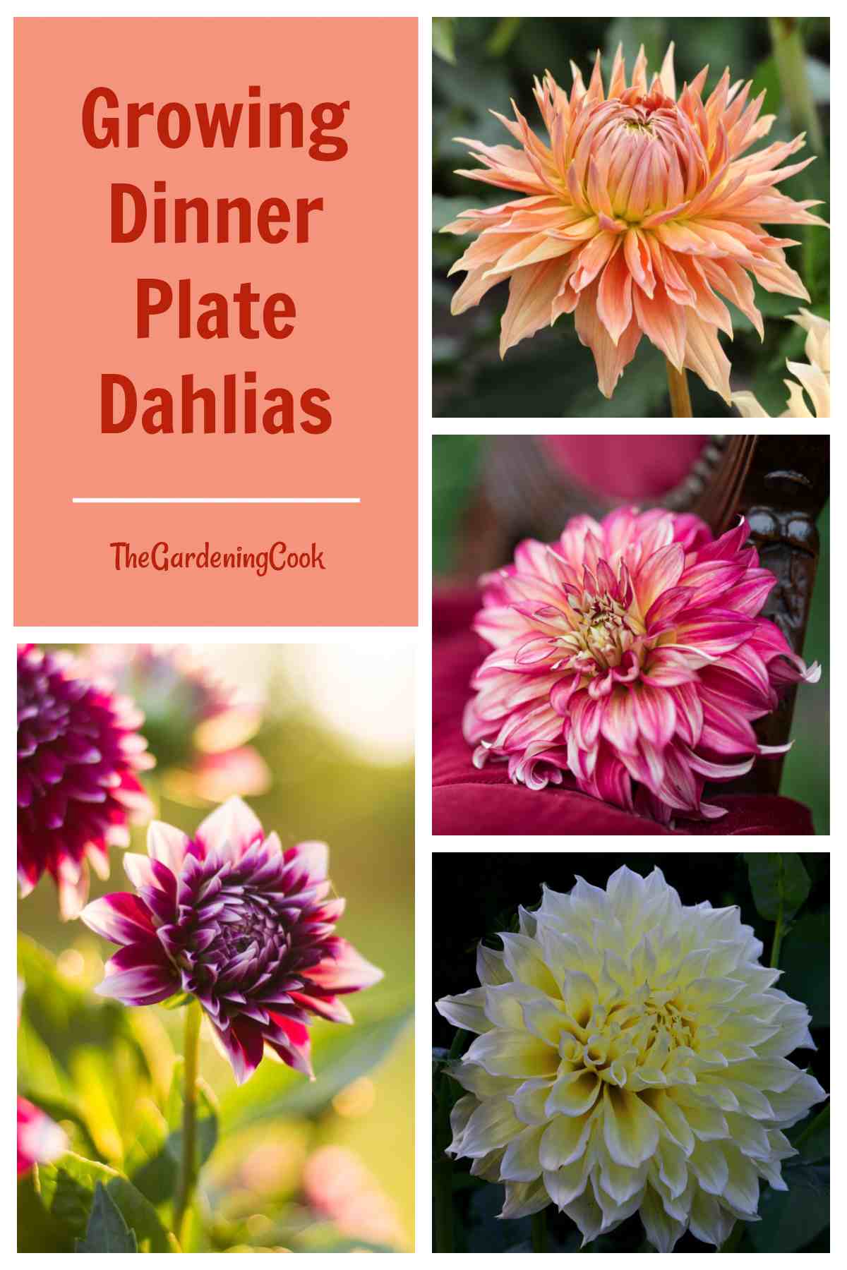 Collage with large flowers and words growing dinner plate dahlias.